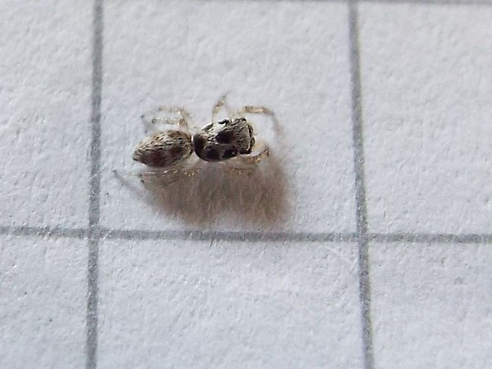 Salticus cfr. scenicus - Vigo di Fassa (TN)